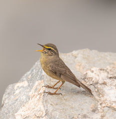 Sulphur-Bellied Warbler photo 2