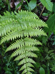 Macrothelypteris oligophlebia