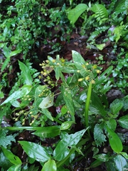 Hypericum sampsonii