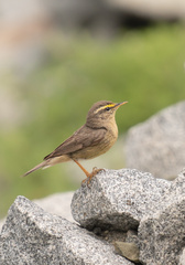 Sulphur-Bellied Warbler photo 3