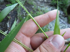 Dichanthelium yadkinense