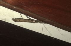 Trachythorax