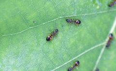 Dolichoderus plagiatus