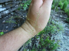 Dichanthelium yadkinense