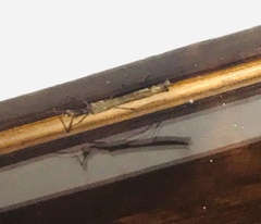 Trachythorax