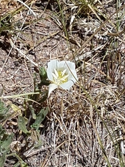 Oenothera albicaulis