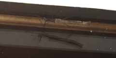 Trachythorax