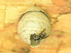 Dolichovespula arctica