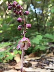 Pyrola aphylla