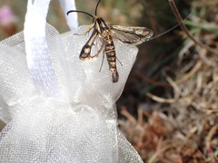 Pyropteron muscaeformis