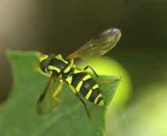 Xanthogramma pedissequum