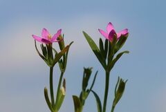 Centaurium littorale uliginosum