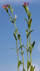Centaurium littorale uliginosum