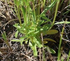 Centaurium littorale uliginosum