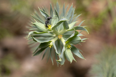 Euphorbia aleppica