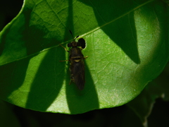 Hermetia chrysopila