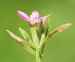 Centaurium littorale uliginosum