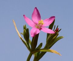 Centaurium littorale uliginosum