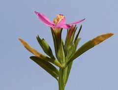 Centaurium littorale uliginosum