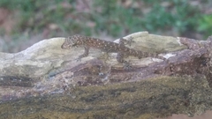 Hemidactylus parvimaculatus