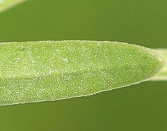 Centaurium littorale uliginosum
