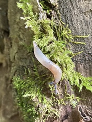 Krynickillus melanocephalus