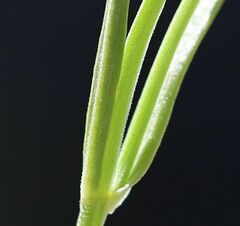 Centaurium littorale uliginosum