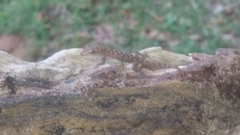 Hemidactylus parvimaculatus