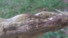 Hemidactylus parvimaculatus