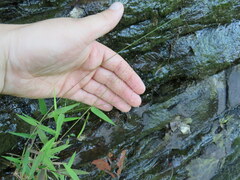 Dichanthelium microcarpon