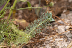 Euphorbia aleppica