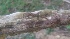 Hemidactylus parvimaculatus