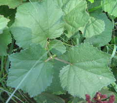 Hibiscus