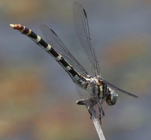 Four-striped Leaftail photo 4