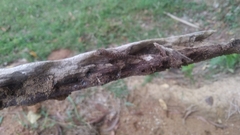 Hemidactylus parvimaculatus