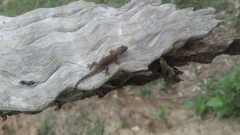 Hemidactylus parvimaculatus