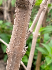 Strobilanthes callosa