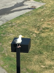 Larus argentatus