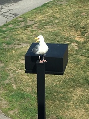 Larus argentatus