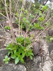 Strobilanthes callosa