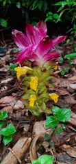 Curcuma pseudomontana