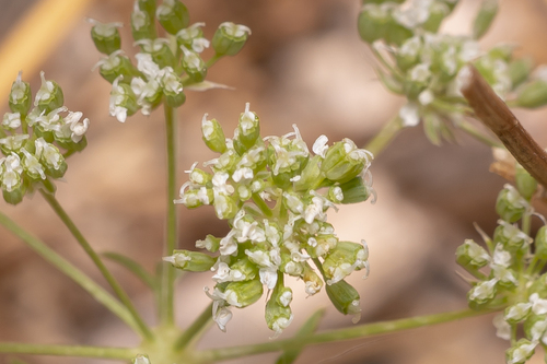 Große Knorpelmöhre (Ammi majus): Herkunft und Verwendung — Foto 1