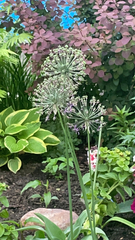 Allium jesdianum