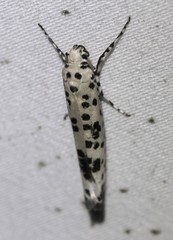 Yponomeuta pustulellus