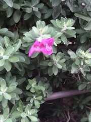 Magnoliopsida