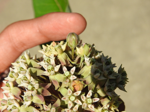Prodiplosis floricola