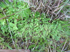 Dichanthelium strigosum