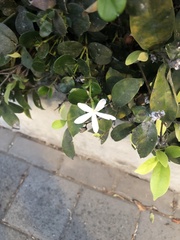 Carissa macrocarpa