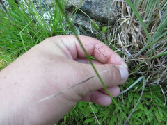Dichanthelium strigosum