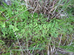 Dichanthelium strigosum